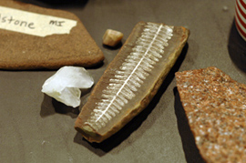 rocks & fossils