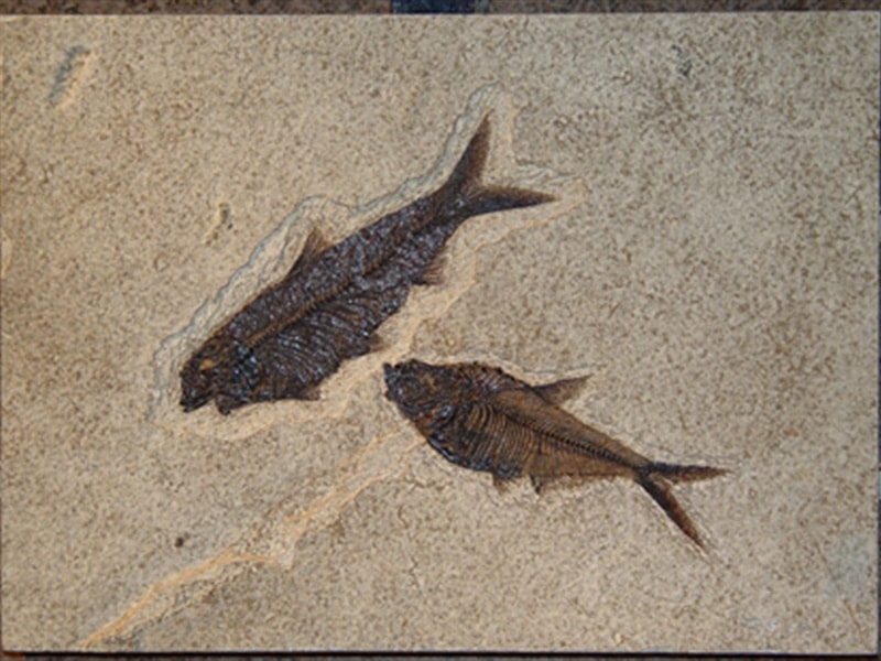 Knightia & Diplomystus fossil fish – The Lizzadro Museum of Lapidary Art
