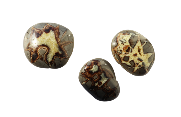 Septarian Nodules