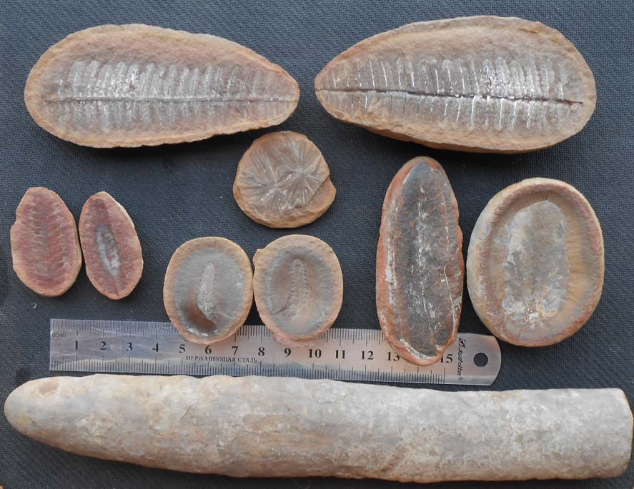 Why the Cold is Good for Mazon Fossils: Freeze-Thaw Weathering – The  Lizzadro Museum of Lapidary Art
