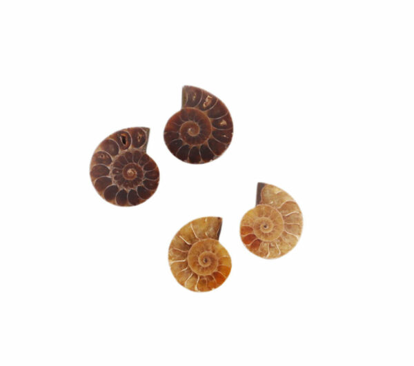 Ammonite Pair