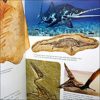 Fossils For Kids - Image 2