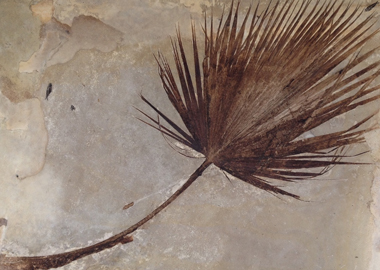 palm-fossil.jpg
